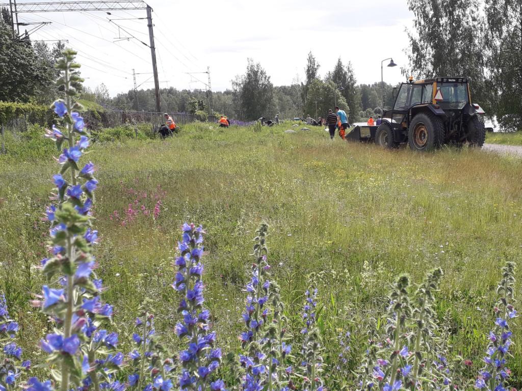 Ihmisiä kauempana työn touhussa niityllä. Oikeassa reunassa seisoo traktori kauha maassa, vasemmassa reunassa rata-alue osittain kasvillisuuden peittämän metallisen suoja-aidan takana. Kuvan etureunassa lähellä sinisenä kukkivia neidonkieliä.